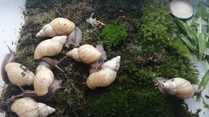 Улитки-ахатины. Уход, содержание, кормление.