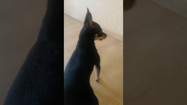 Dog toy terrier Krista Moaning meme\Собака той терьер Криста Стонет мем смотреть онлайн