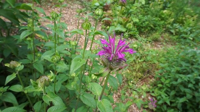 Salvia azurea, Solanum tuberosum, Monarda didyma, Monarda clinopodia, & Diospyros virginiana ASMR смотреть онлайн