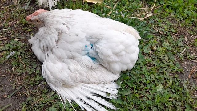 Курица хрипит,кашляет,отказывается от корма. смотреть онлайн