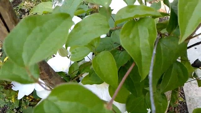 Клематис "Идеал" смотреть онлайн