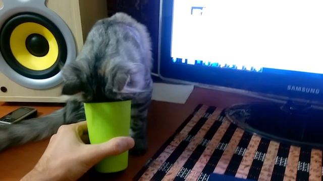 Hatty drinking смотреть онлайн