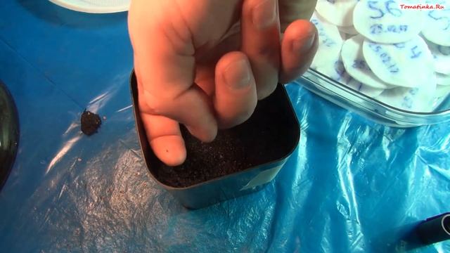 Сеем пророщенные семена томатов на рассаду без пикировки смотреть онлайн