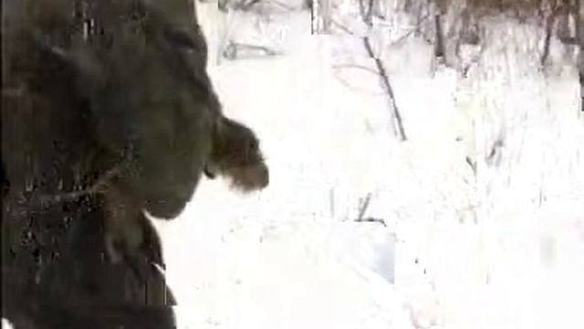 Особенности охоты с норными собаками зимой смотреть онлайн