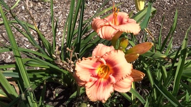 Hemerocallis ´Strawberry Candy´ смотреть онлайн