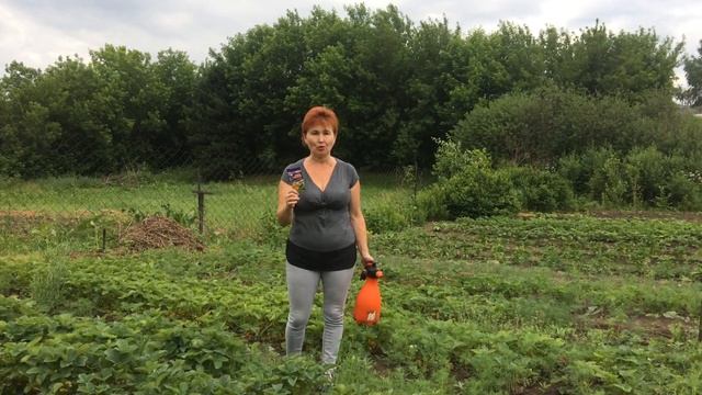 ЗЕМЛЯНИКА САДОВАЯ. КЛУБНИКА. Как защитить клубнику от СЕРОЙ ГНИЛИ. смотреть онлайн