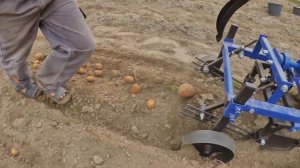 Копаем картофель мотоблоком и вибрационнно-грохотной картофелекопалкой - Уборка картофеля мотоблоко