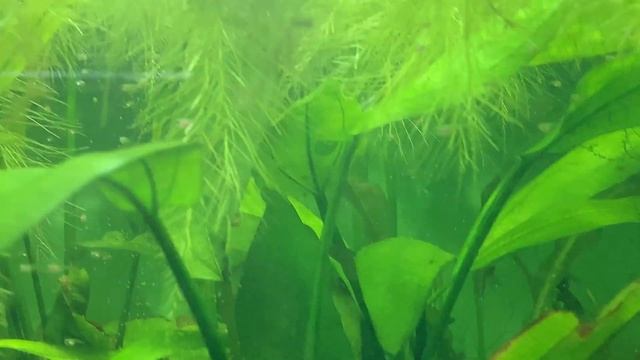 Добавил 200 литров на разводне, подросли гурами и скалярии что нового произошло на разводне смотреть онлайн