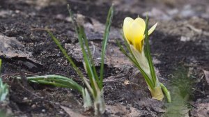 Расцветающие крокусы. Весна