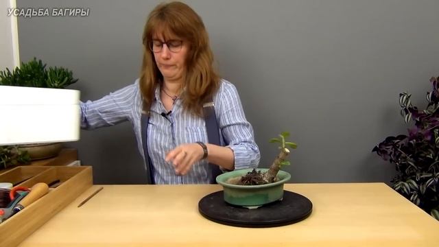 Бонсай из крассулы вариант 2 (ч.1). смотреть онлайн