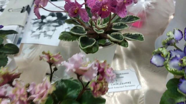 Виставка фіалок на Рогнідинській, Київ 2021 Ч2, African violet bloom смотреть онлайн