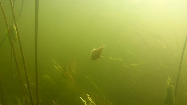 Pike attack. АТАКА ЩУКИ Подводное видео. Рыбалка смотреть онлайн