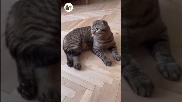 интерьер, мебель, двери межкомнатные, межкомнатные двери, дверь, двери, массив дуба смотреть онлайн