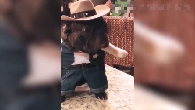 НОВЫЕ ПРИКОЛЫ С ЖИВОТНЫМИ / ПРИКОЛЫ С ДОМАШНИМИ ЖИВОТНЫМИ смотреть онлайн