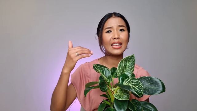 Philodendron Birkin White Wave Cool Colour Change | Philodendron Interesting Reverse