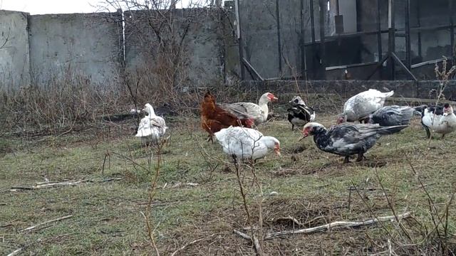 Обзор уток//Мускусные утки & Индийский бегунок смотреть онлайн