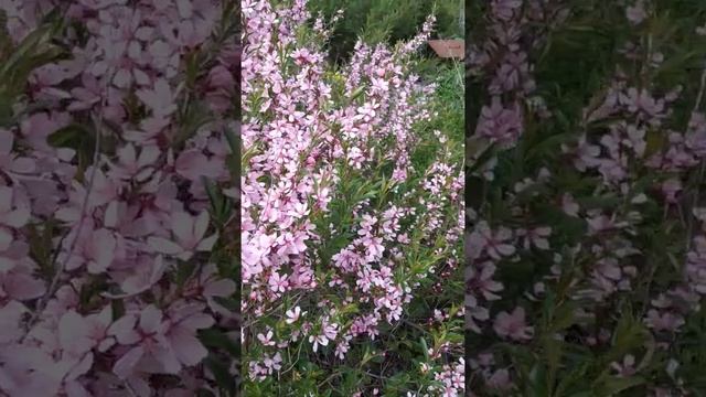 Миндаль степной смотреть онлайн