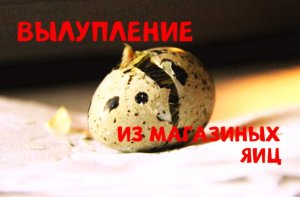 Вылупление яиц из магазина/Результат превзошёл ожидания!