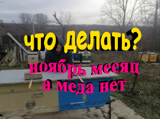 Что делать если в конце ноября мало меда в пчелиной семье смотреть онлайн