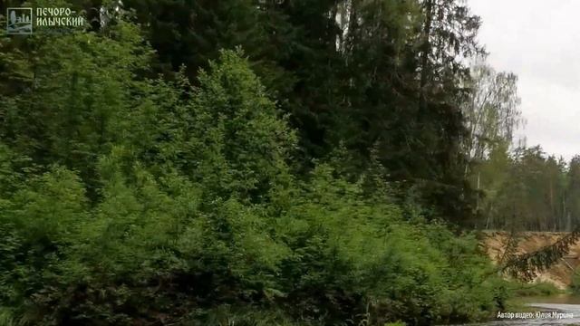 Северные олени на реке в Печоро-Илычском заповеднике смотреть онлайн