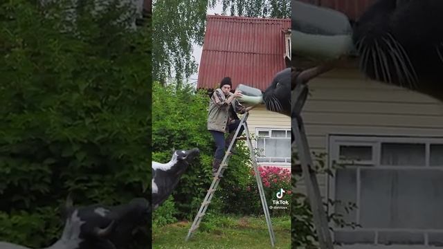 Кот размером с домом. как такое возможно/#shorts смотреть онлайн