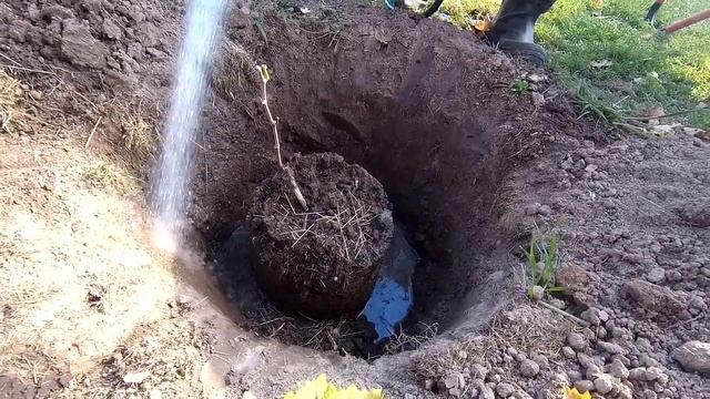 ??Посадка винограда осенью из ёмкости. Виноград смотреть онлайн