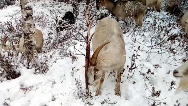Козы пасутся на болоте смотреть онлайн