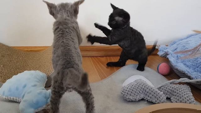Fantasmagoria*PL Devon rex cattery смотреть онлайн