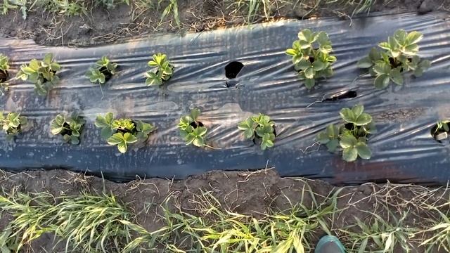 Обзор некоторых летних сортов (КСД) клубники на нашем маточнике Ферма 