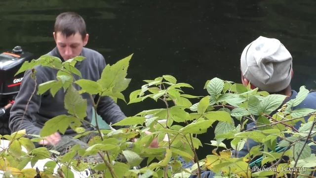 ДВУХКИЛОГРАММОВЫЕ ОКУНЯ рыбалка в ТАЙГЕ Саяно-Шушенское водохранилище ОСЕНЬ 2023 смотреть онлайн