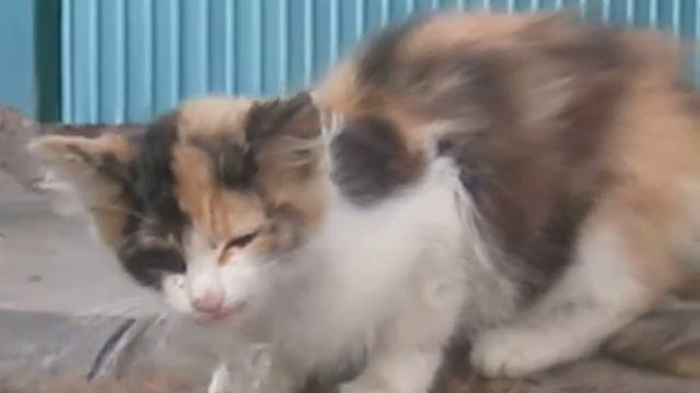 Cat drinks water from a fountain ... Кот пьет воду из фонтанчика смотреть онлайн