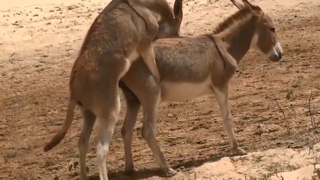 Donkey mating Super Donkey Meeting First Time must watch смотреть онлайн