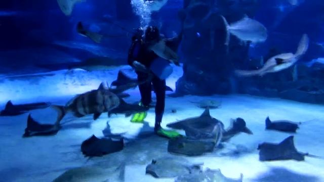 Водолаз кормит огромную рыбу в аквариуме смотреть онлайн