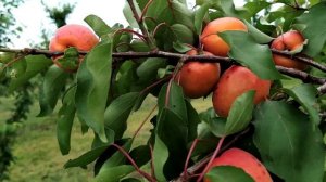 Вондер Кот. Ультра ранний абрикос, селекции США. Apricot Wonder Cot. Ранние сорта абрикоса.