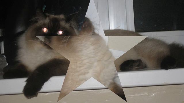 Котик Петик смотреть онлайн