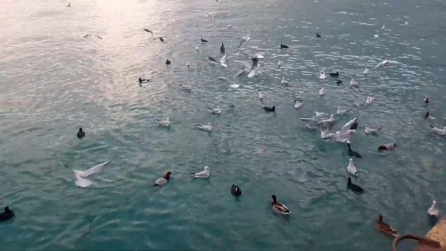 Прекрасная Наша Планета Земля ч.10 смотреть онлайн