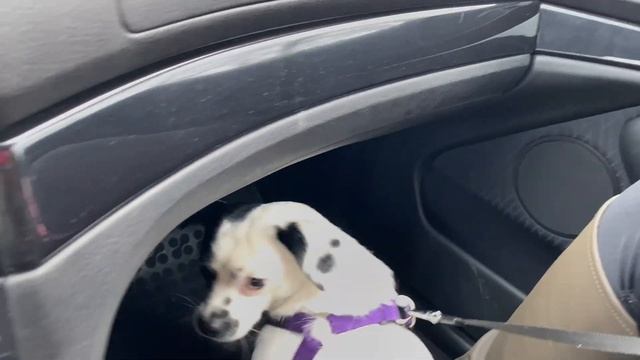 БУСТЕРНАЯ ВАКЦИНА| ШОПИНГ| СНЕГОПАД В РИГЕ смотреть онлайн