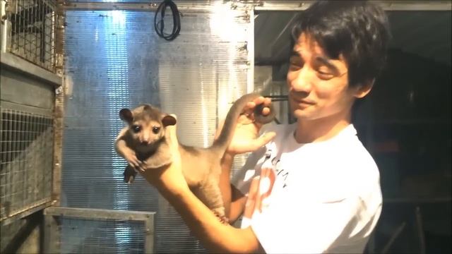 Разводной малыш кинкажу смотреть онлайн