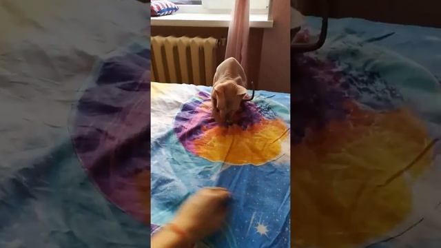 Игривый сфинкс любит внимание смотреть онлайн