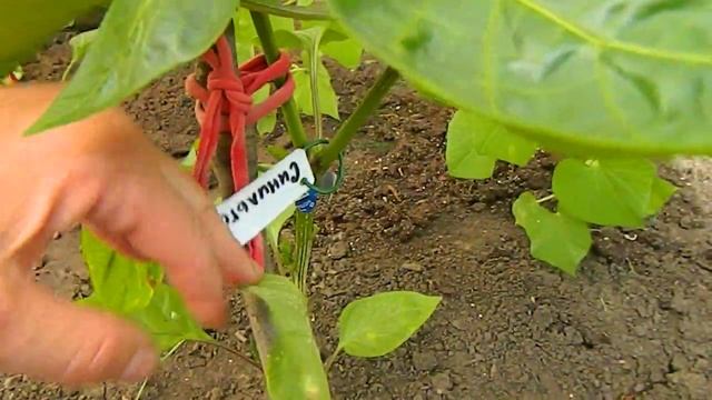 Перец сладкий Синильга. смотреть онлайн