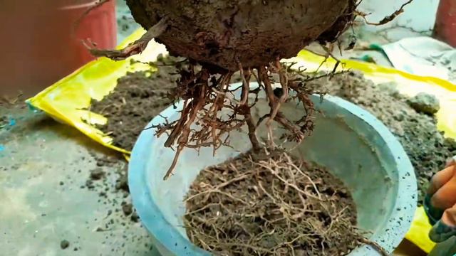 How to care Nolina palm 🌴 😢 Ponitail palm .Old nolina palm repotting 🪴🌴🌴 смотреть онлайн