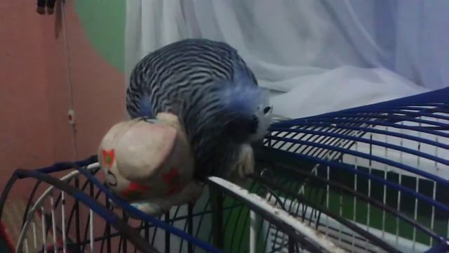 Редкий кадр попугая, спит лёжа. Смотрите до конца смотреть онлайн