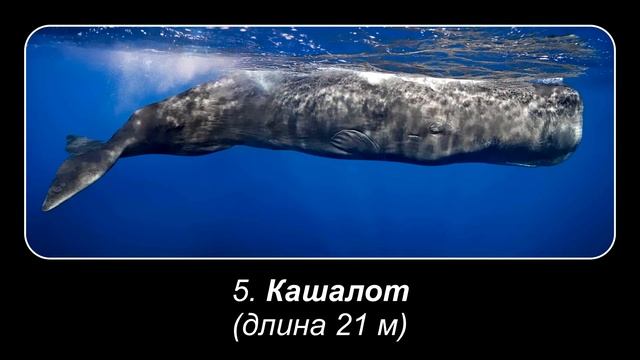 Топ 10 САМЫХ БОЛЬШИХ КИТОВ смотреть онлайн