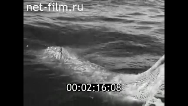 1970г. Архангельск. траулер "Северодвинск". Баренцево море смотреть онлайн