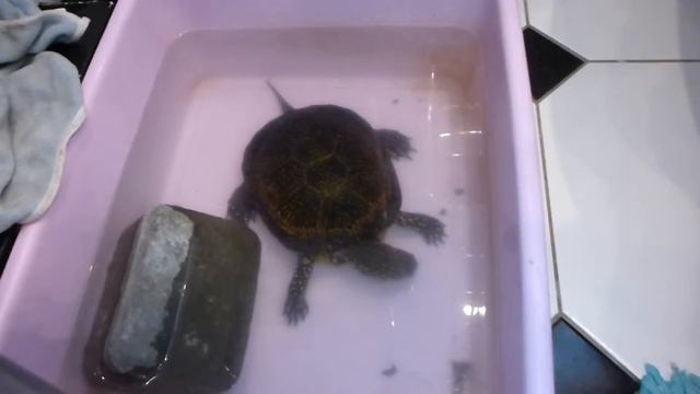 Черепашка кушает смотреть онлайн