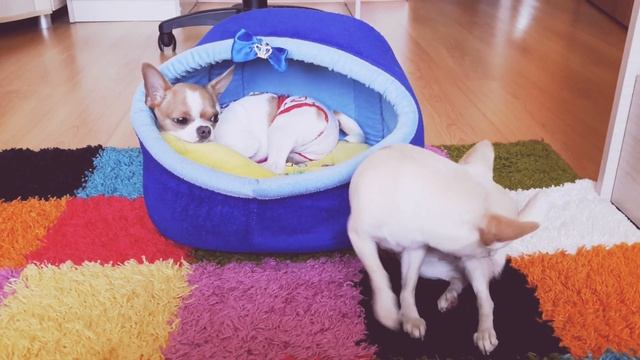 Уход за беременной собакой?