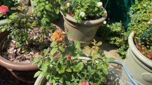 Гумат Калия для Роз. Сегодня проливаю розы в кашпо.