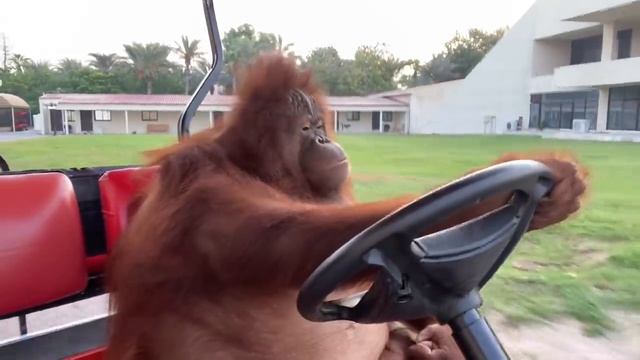Famous Orangutan Driving A Golf Cart.