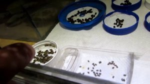 Палочники  разные виды и их содержание!