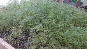 Укроп зимой. Мои ошибки